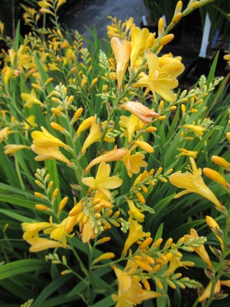 Crocosmia 'Golden Fleece'