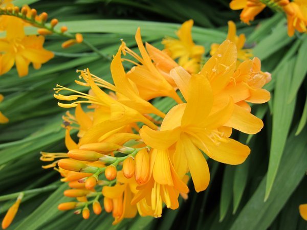 Crocosmia 'Jenny Bloom'