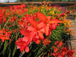 Crocosmia 'Lana de Savary'