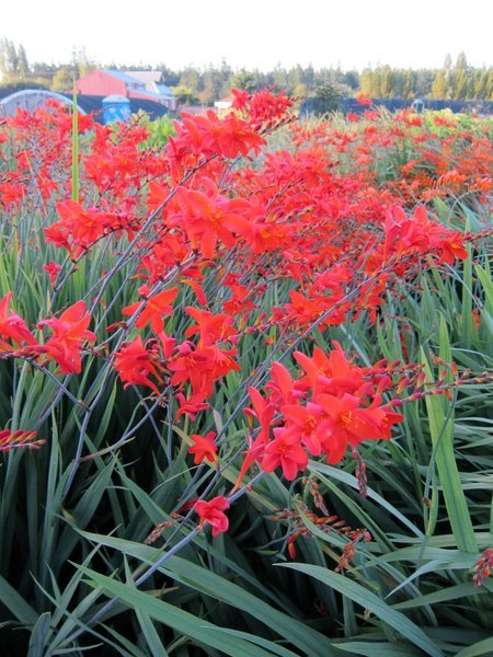 Crocosmia 'Lana de Savary'