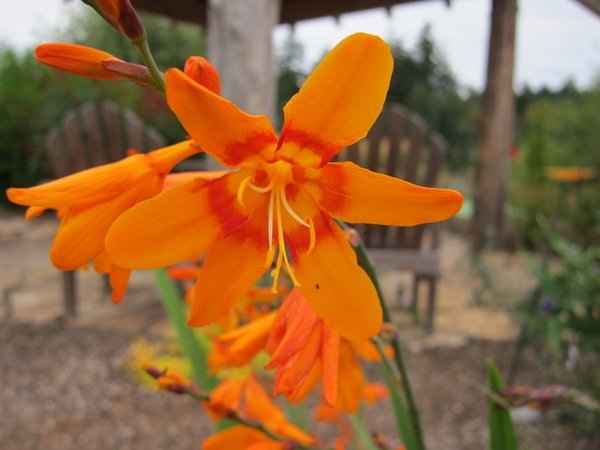Crocosmia 'Nimbus'