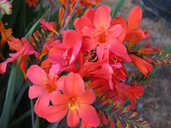 Crocosmia 'Okavango'