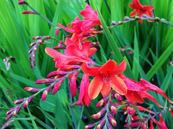 Crocosmia 'Phillipa Browne'