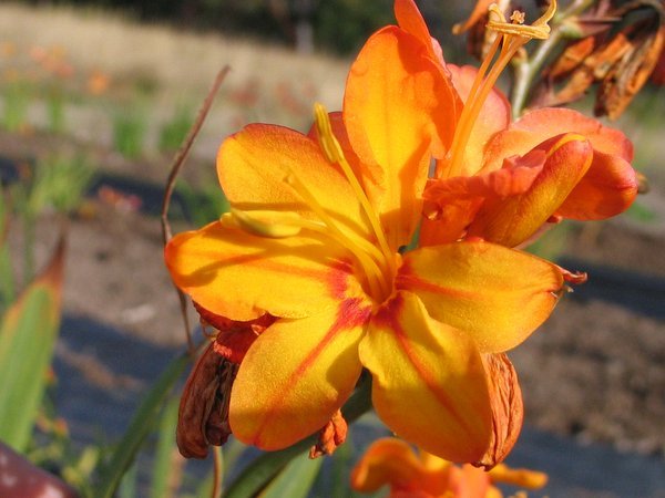 Crocosmia 'Zambesi'