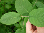 Dirca decipiens
