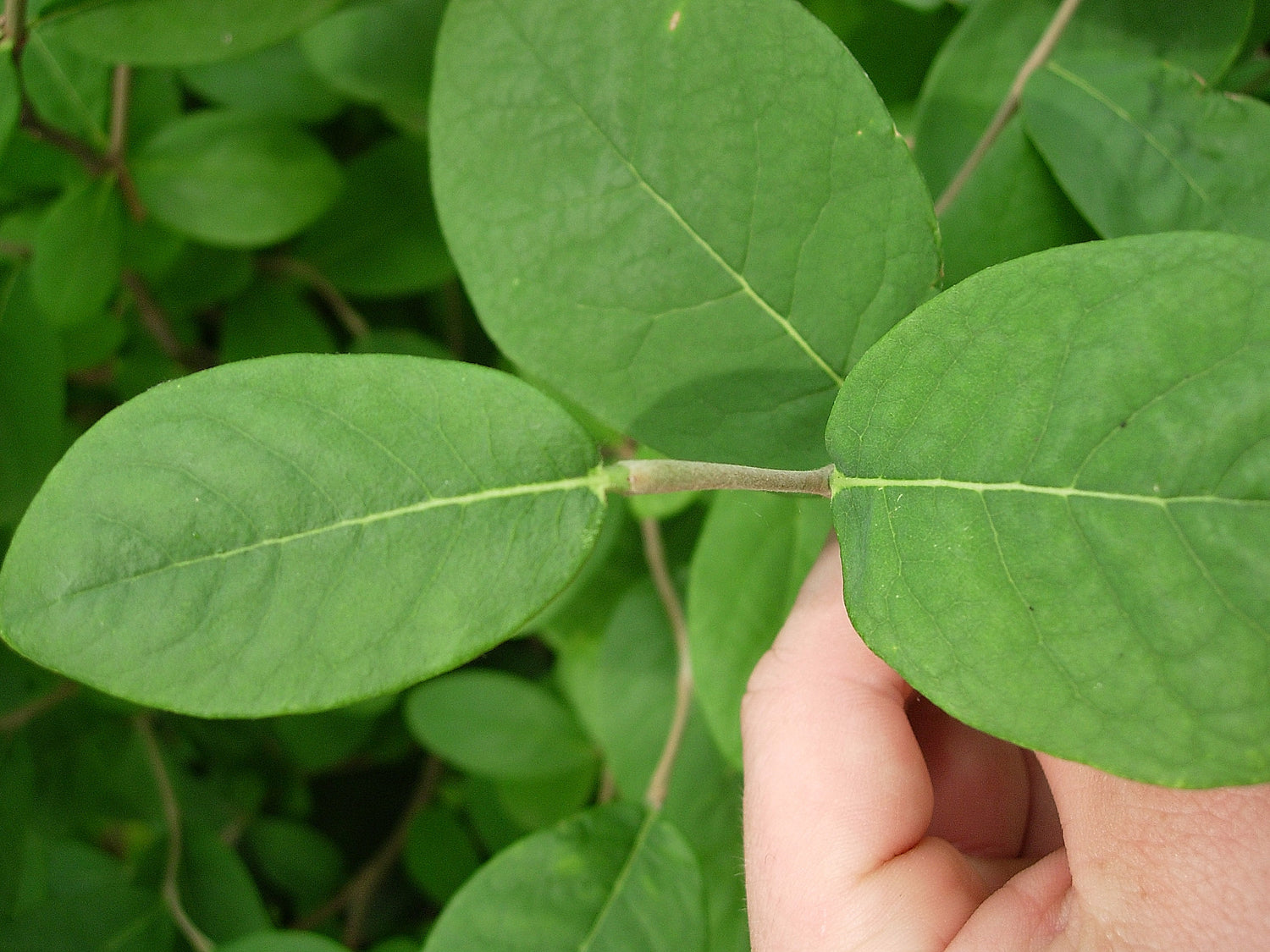 Dirca decipiens