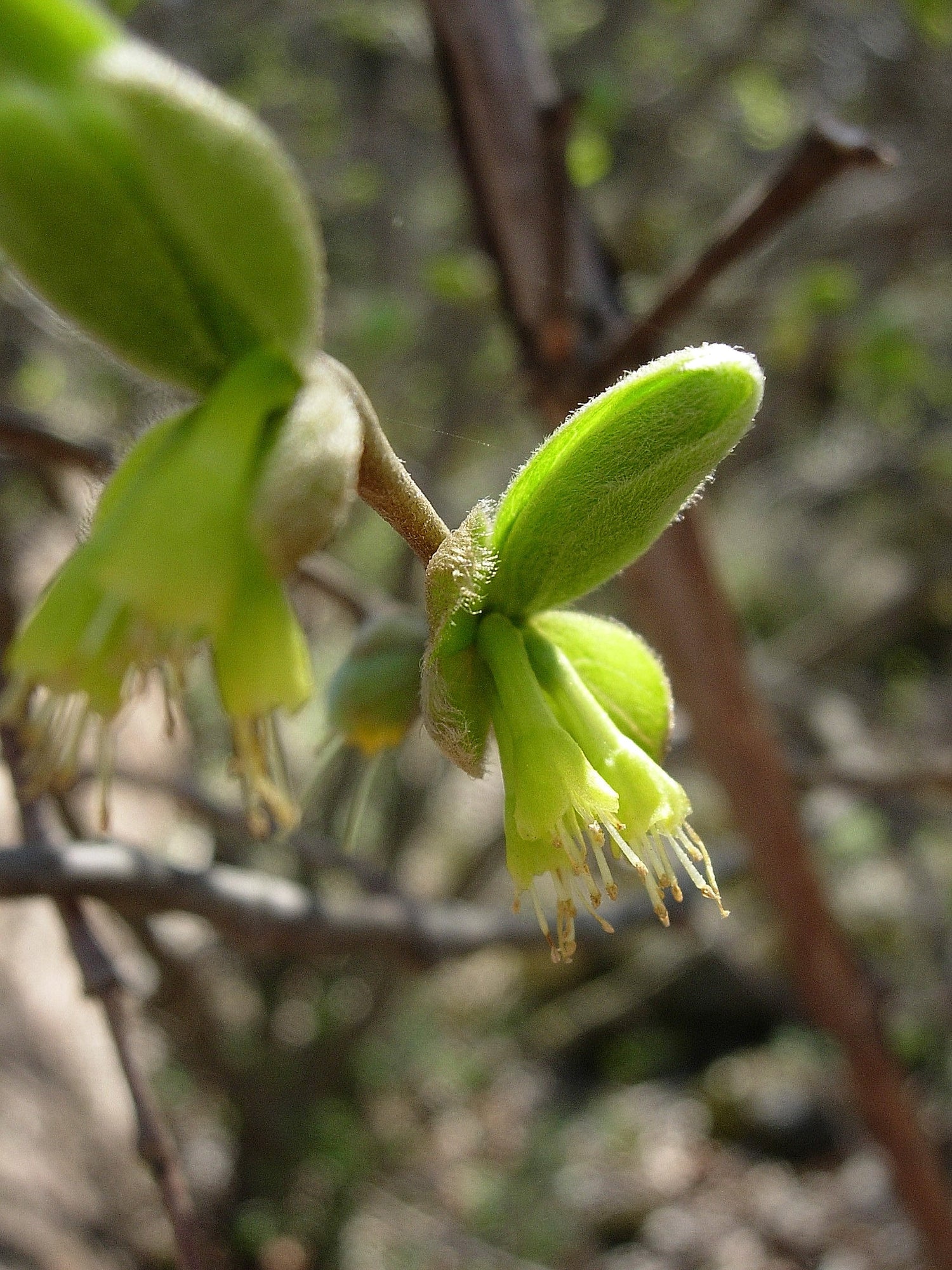 Dirca decipiens