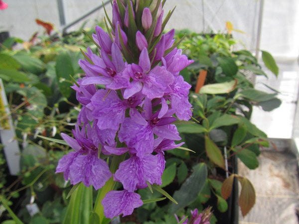 Dactylorhiza 'Harold Esslemont'