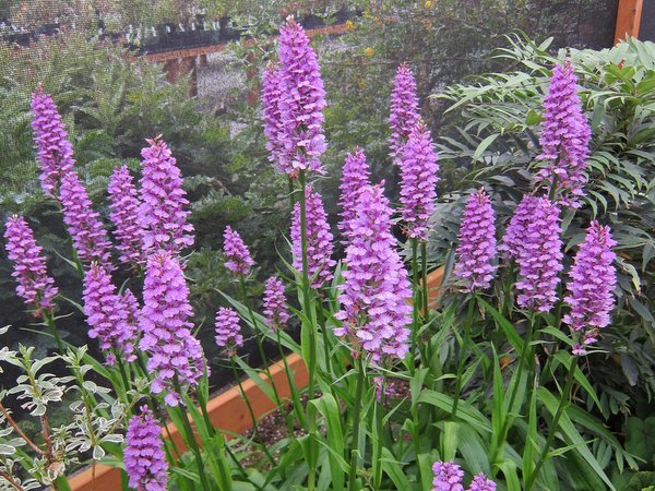 Dactylorhiza fuchsii (syn. maculata subsp. fuchsii)
