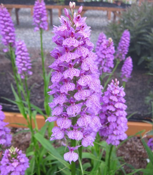 Dactylorhiza fuchsii 'Bressingham Bonus'