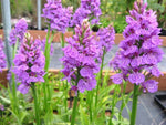 Dactylorhiza fuchsii 'Bressingham Bonus'