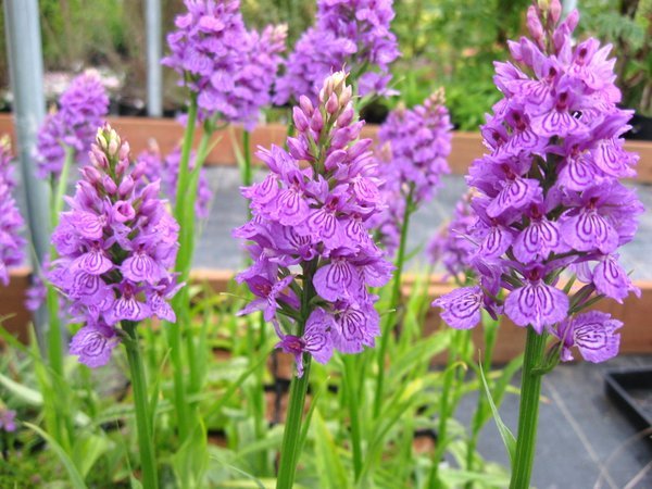 Dactylorhiza fuchsii 'Bressingham Bonus'