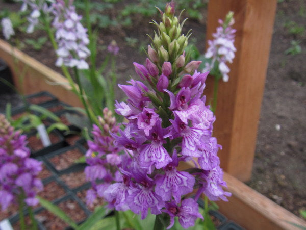 Dactylorhiza hybrids
