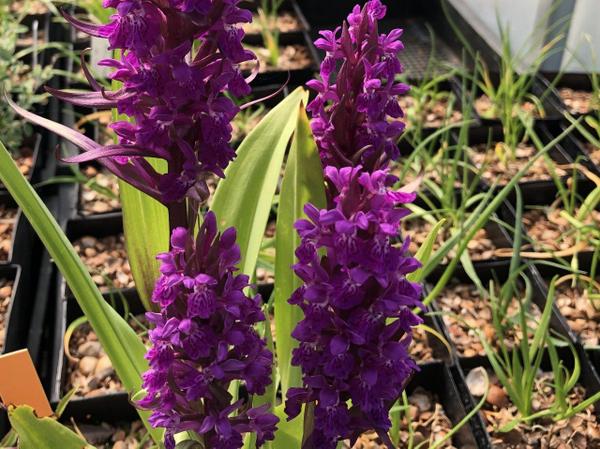 Dactylorhiza elata (syn. D. incarnata subsp. africana)