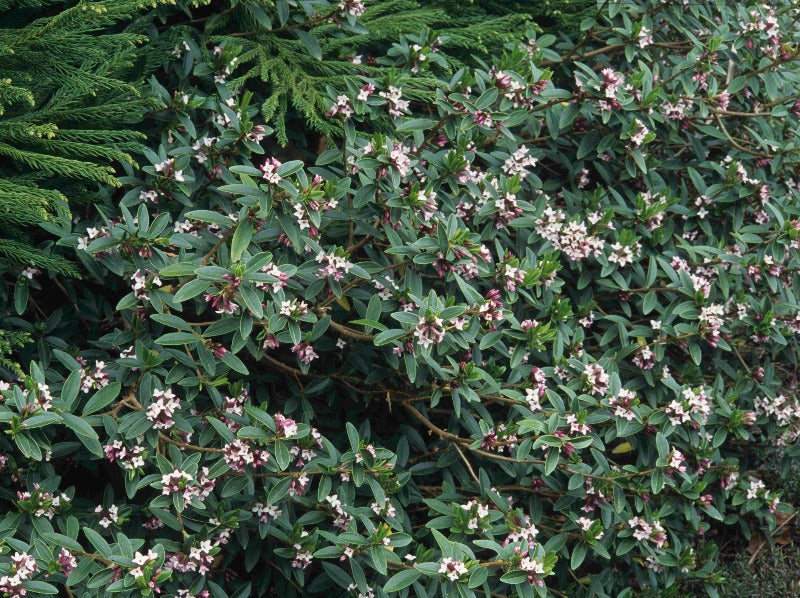 daphne plant seeds Daphne tangutica