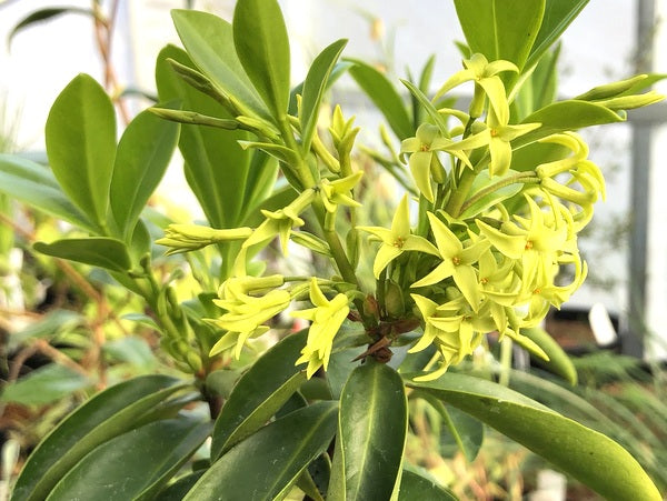 Daphne albowiana