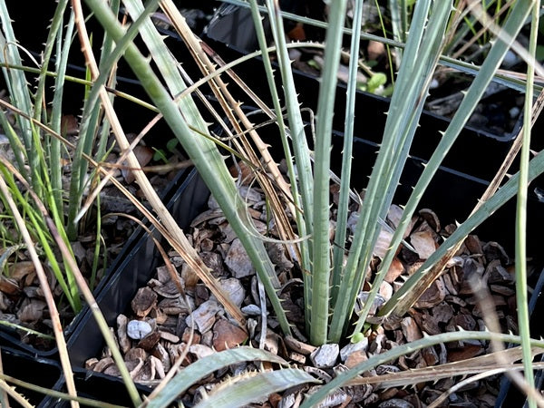 The spiky yucca-like leaves of Dasylirion wheeleri