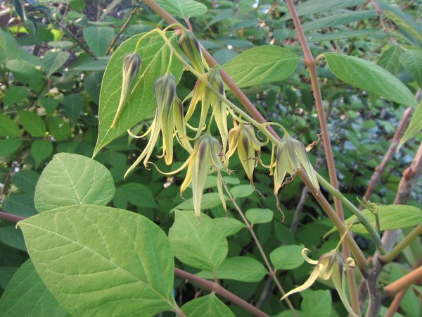 Decaisnea fargesii CDHM 14633