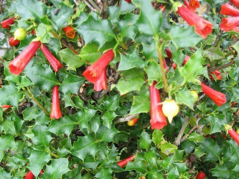 Desfontainia spinosa