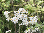 Deutzia multiradiata