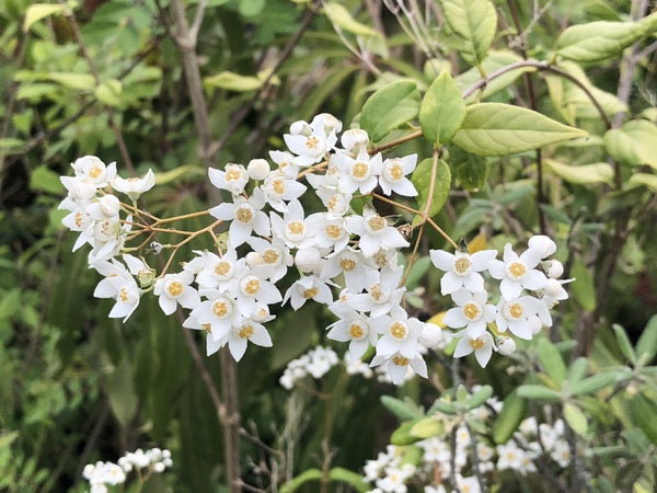 Deutzia multiradiata