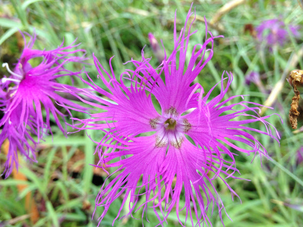 Dianthus superbus AF 2015
