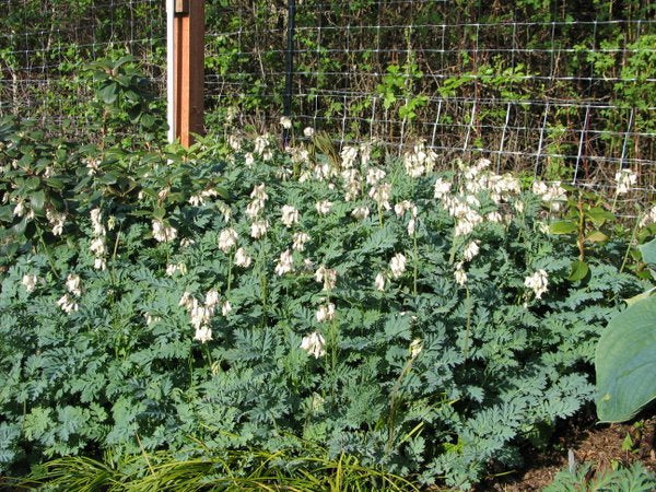 Dicentra formosa ssp oregana 'Langtrees'