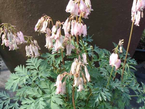 Dicentra formosa ssp oregana 'Langtrees'