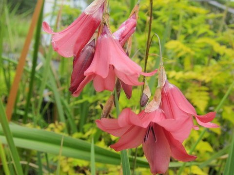 Dierama dracomontanum