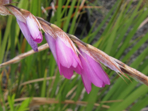 Dierama galpinii