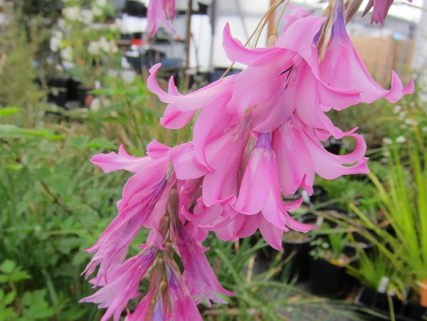 Closeup of large, light pink flowers of Dierama grandiflorum