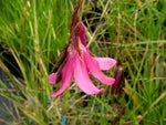 Dierama pauciflorum