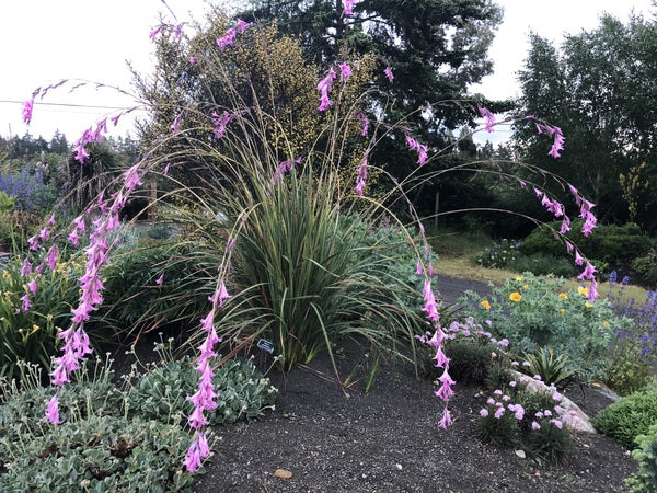 A large clump of Dierama grandiflorum with many long, arching flower stems with pink blooms