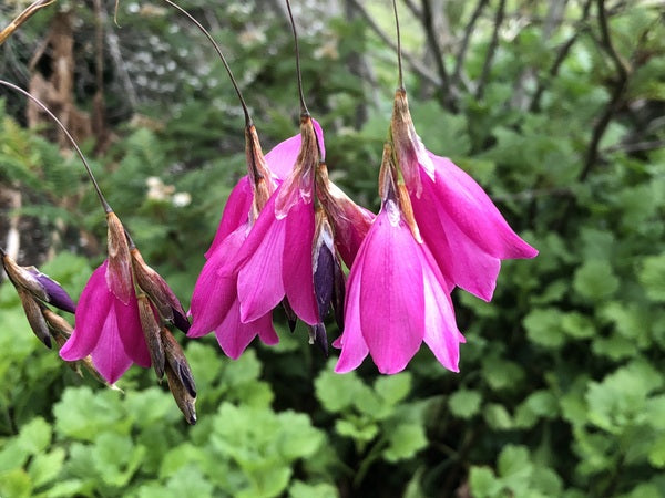 Dangling pink bell flowers of Dierama Hybrids