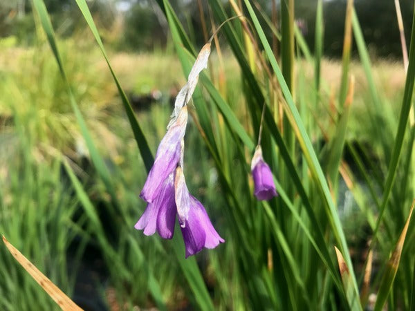 Dierama trichorhizum