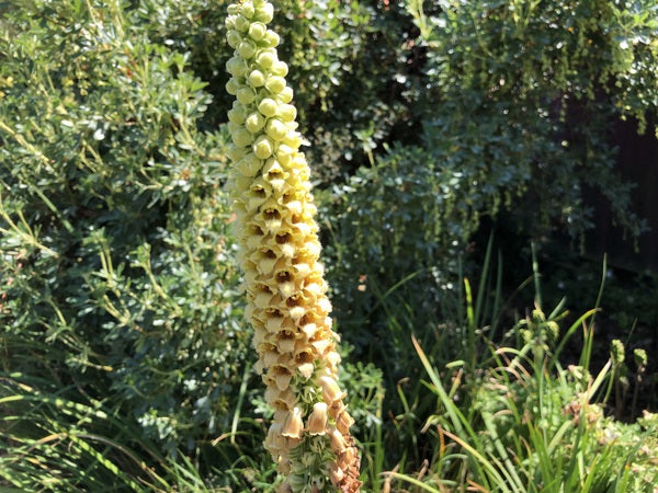 Digitalis schischkinii (syn. D. ferruginea subsp. schischkinii)