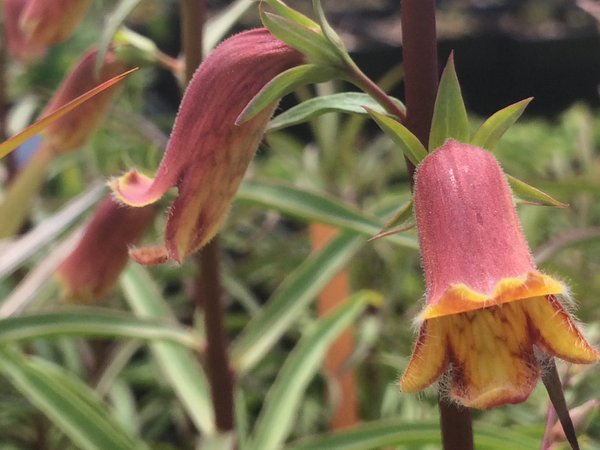 Digitalis obscura