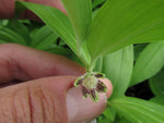 Disporopsis taiwanensis BSWJ 3388