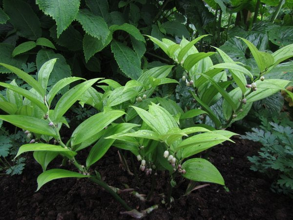 Disporopsis aspersa MD 06002