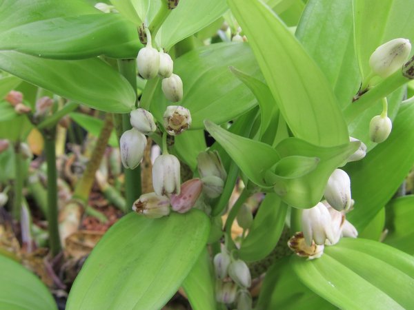 Disporopsis aspersa MD 06002