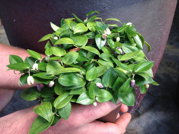 Disporopsis jinfushanensis MD 10-117