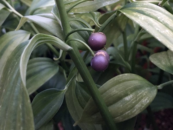 Disporopsis luzoniensis BSWJ 3891