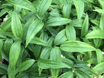 Disporopsis pernyi - Vietnam