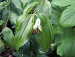 Disporum bodinieri 'Shina no Tsuki' ("China Moon")