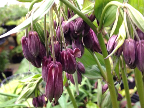 Disporum cantoniense MD10-177