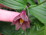 Disporum cantoniense CDHM 14604