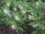 Prosartes (syn. Disporum) maculata