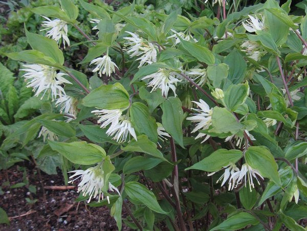 Prosartes (syn. Disporum) maculata