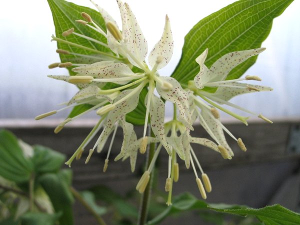 Prosartes (syn. Disporum) maculata