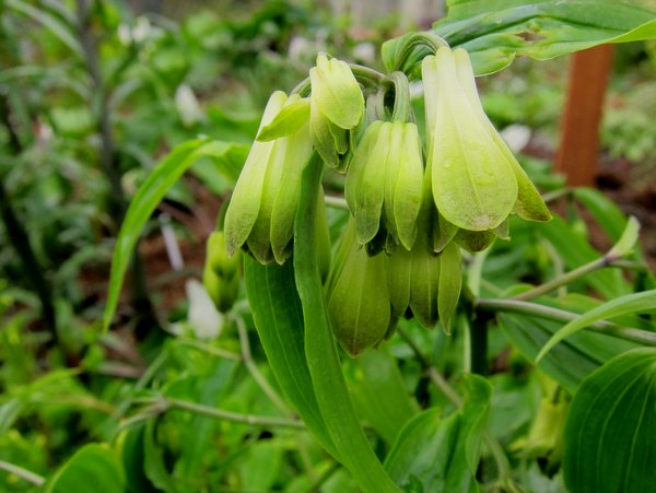 Disporum nantouense BSWJ 359 (syn. sessile var. intermedium)